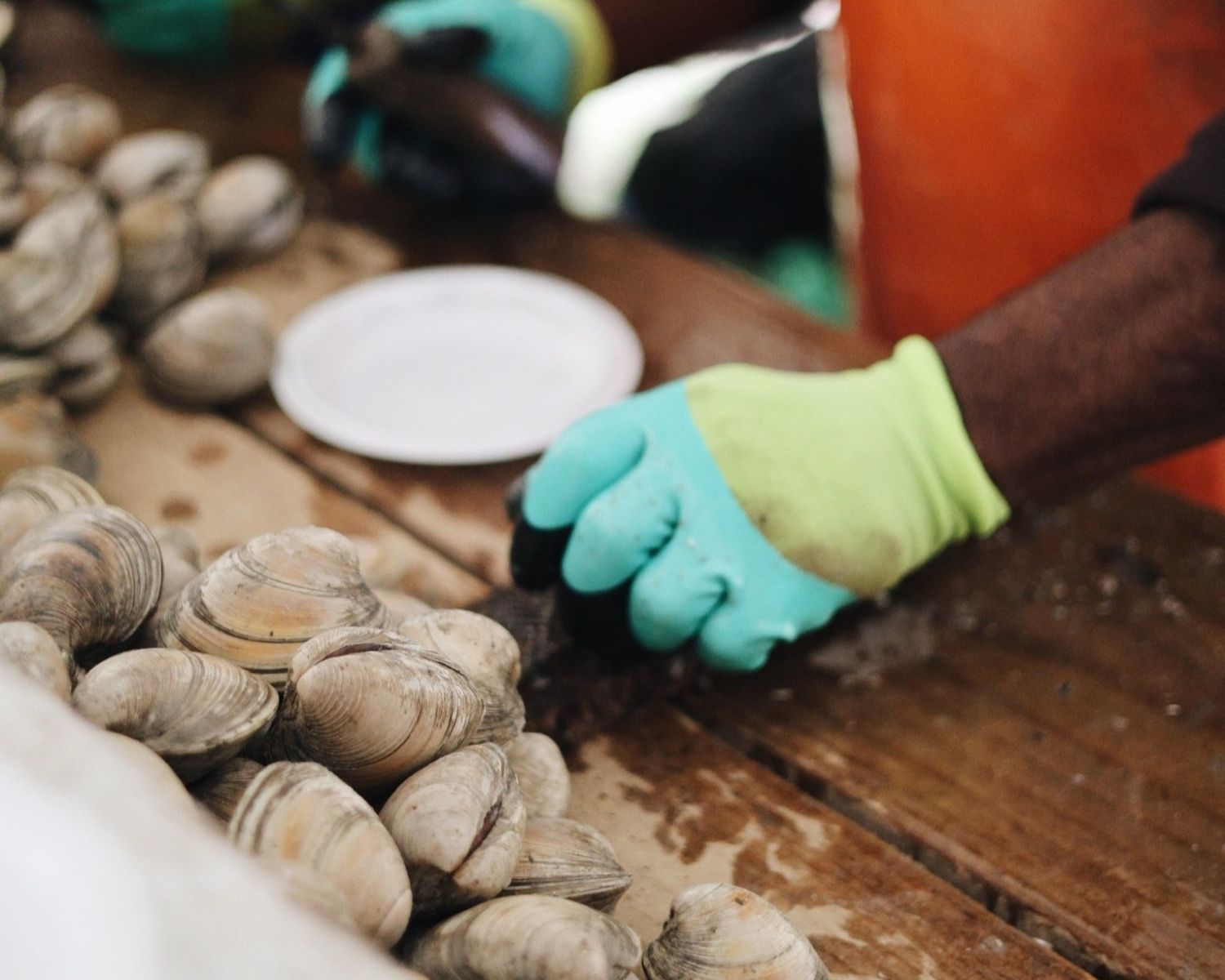 Shucking clams | Island Getaways Hands in green gloves sorting live clams on a wooden table, with an orange apron visible.
