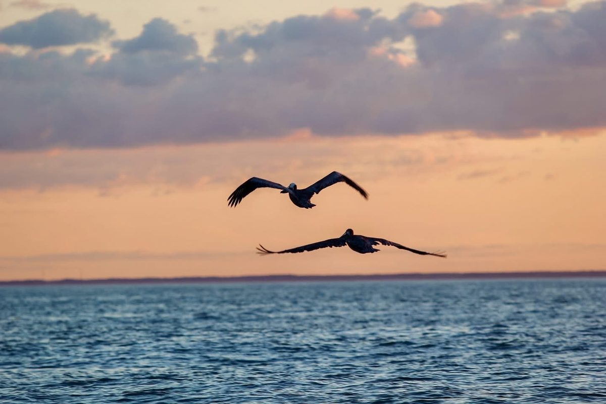 birds flying over the ocean at sunset