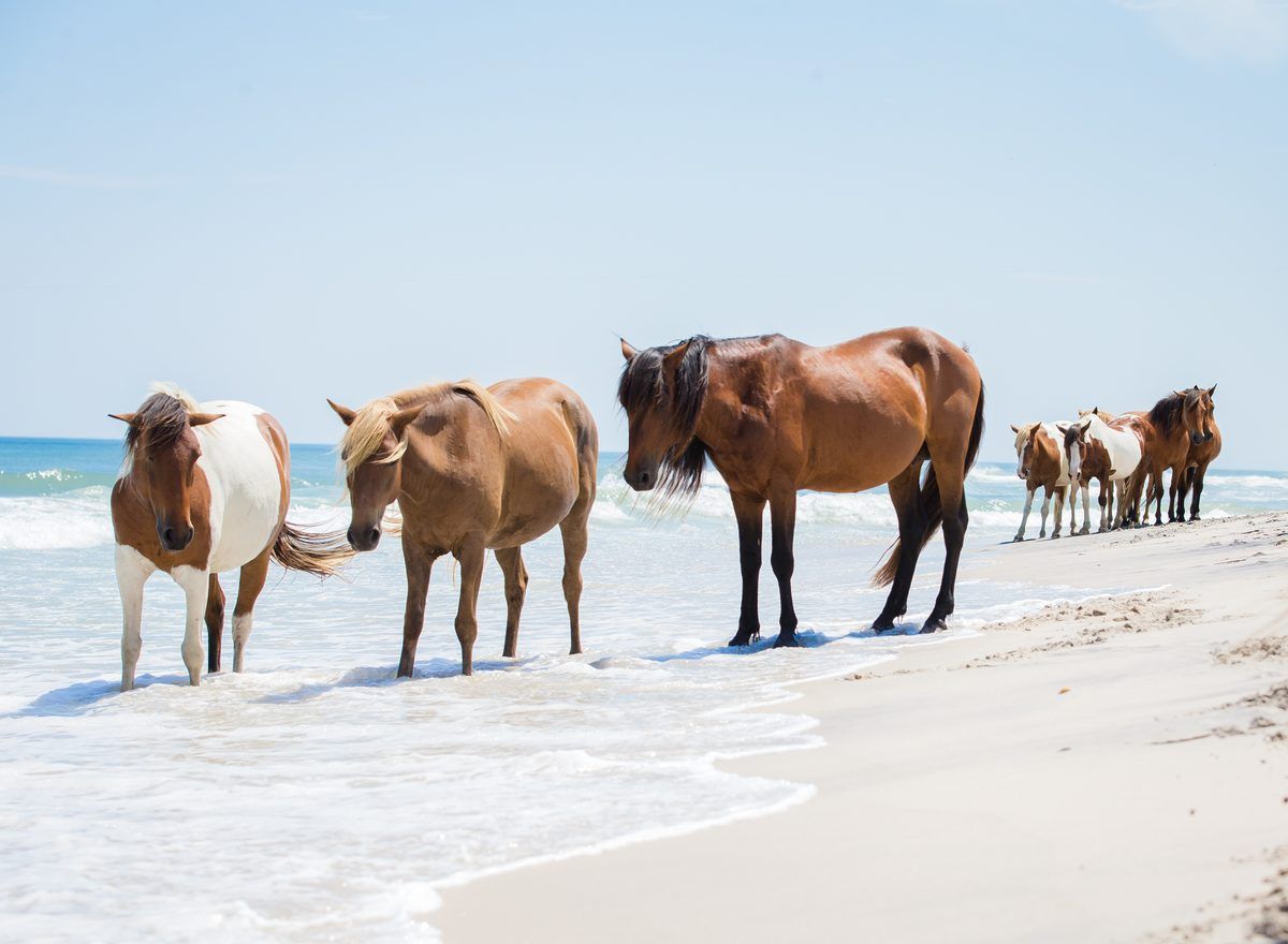Horses walking along the shoreline on a sunny beach with gentle waves in the background.